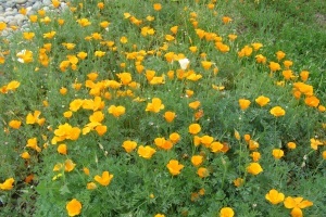 Image of orange California poppies seen in the neighborhood.
